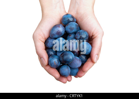 Prunes in hands isolated on white. Stock Photo
