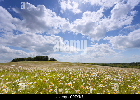 Field of common oxeye daises blowing in the wind Gog Magog Hills Cambridge, England, UK Stock Photo
