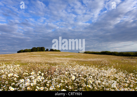 Field of Common Oxeye Daisies Gog Magog Hills Cambridge, England, UK Stock Photo