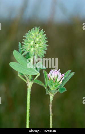 SEA CLOVER Trifolium squamosum Stock Photo