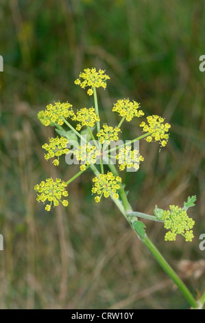 WILD PARSNIP Pastinaca sativa ssp. sativa (Apiaceae) Stock Photo