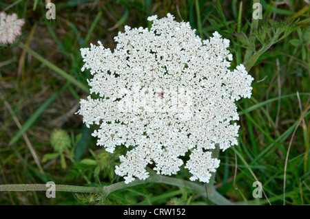 WILD CARROT Daucus carota carota (Apiaceae) Stock Photo