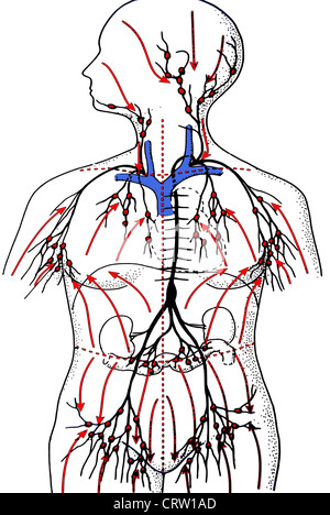 Lymphatic system of the neck, illustration Stock Photo - Alamy