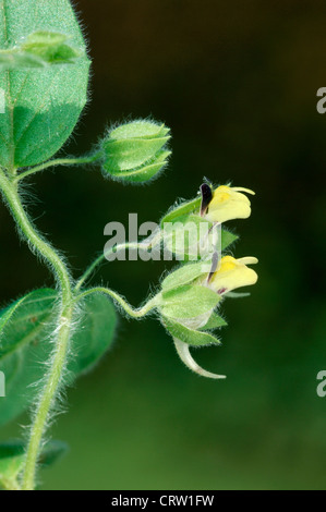 ROUND-LEAVED FLUELLEN Kickxia spuria (Scrophulariaceae) Stock Photo