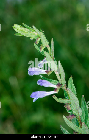 SKULLCAP Scutellaria galericulata (Lamiaceae) Stock Photo