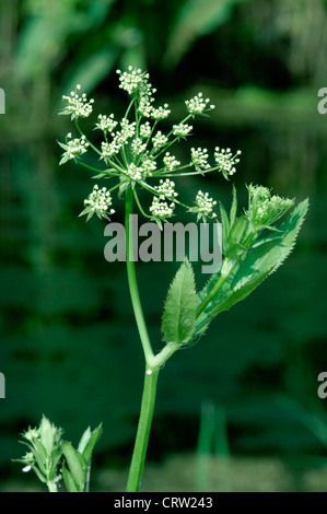 GREATER WATER-PARSNIP Sium latifolium (Apiaceae) Stock Photo