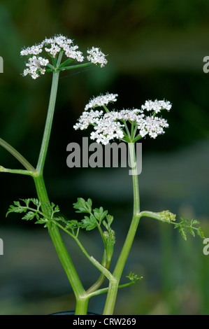 FINE-LEAVED WATER-DROPWORT Oenanthe aquatica (Apiaceae) Stock Photo