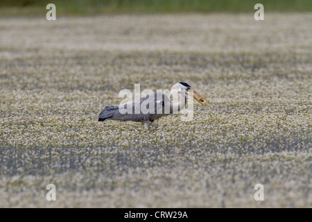 Grey Heron (Ardea cinerea) feeding Stock Photo