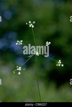 STONE PARSLEY Sison amomum (Apiaceae) Stock Photo