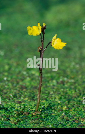GREATER BLADDERWORT Utricularia vulgaris (Lentibulariaceae) Stock Photo