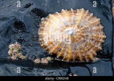 Common Limpet on wet black rock Stock Photo