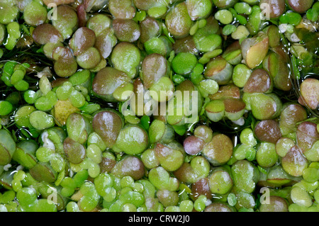 FAT DUCKWEED Lemna gibba (Lemnaceae) Stock Photo