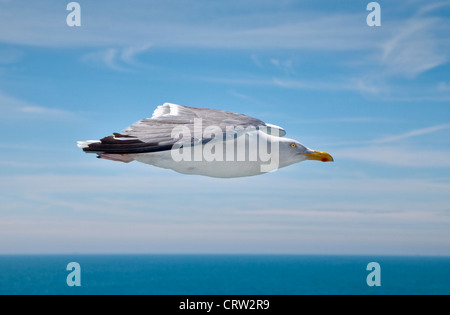 European Herring Gull (larus argentatus) flying overf the English Channel between Calais and Dover Stock Photo