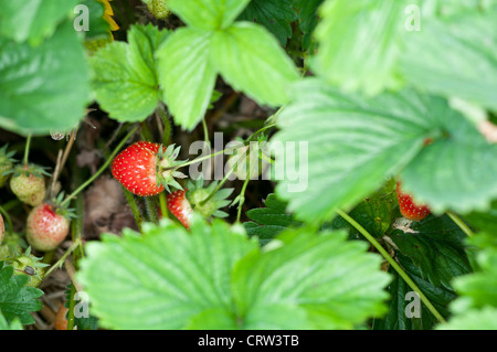 Strawberry (Fragaria × ananassa) growing on plant Stock Photo