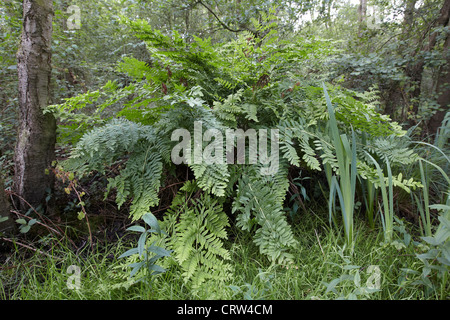 Royal fern, Osmunda regalis, growing at Askham Bog, York, UK. One of Europe's tallest ferns which can grow up to 3m. Stock Photo