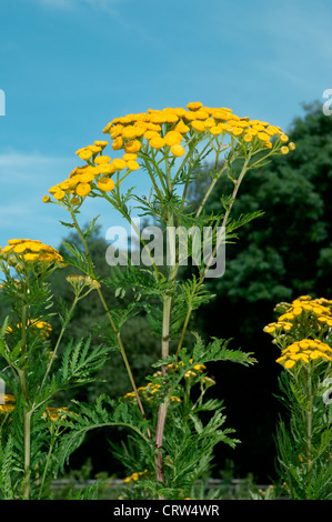 TANSY Tanacetum vulgare (Asteraceae) Stock Photo