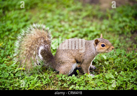 The Eastern Gray Squirrel of North America is recognized by its grayish-brown fur and silver-tipped hairs on its bushy tail.