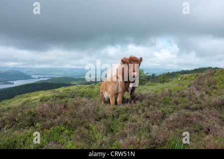 Luing Cattle and calf feeding on Gummers How, overlooking Lake Windermere, Cumbria Stock Photo