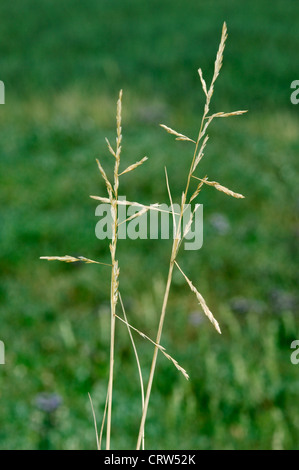 REFLEXED SALTMARSH-GRASS Puccinellia distans Stock Photo