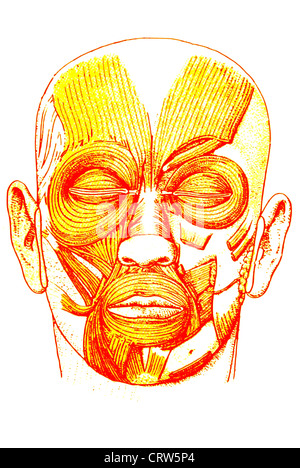 The muscles of the eye Stock Photo - Alamy