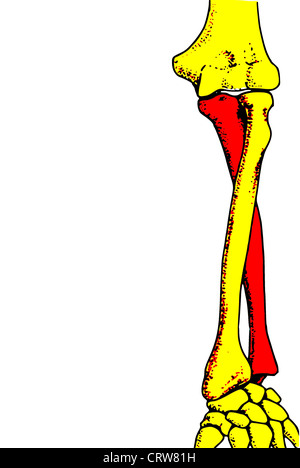 Rotation of the radius and ulna Stock Photo