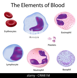 The cells of human blood : red blood cells and different white blood cells Stock Photo