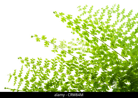 Fern leaves isolated macro postcard Stock Photo
