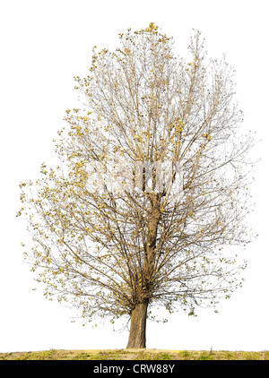 Isolated ugly curve tree without leaves Stock Photo