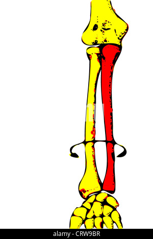 Rotation of the radius and ulna Stock Photo - Alamy