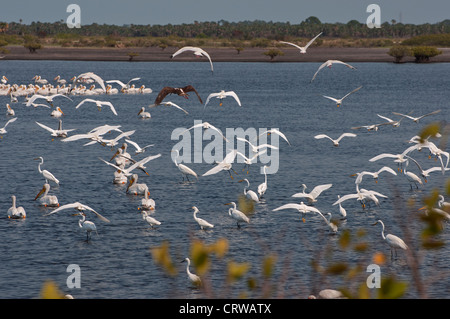 Wading birds gather in the shallows at Merritt Island National Wildlife Preserve along Florida's Space Coast. Stock Photo