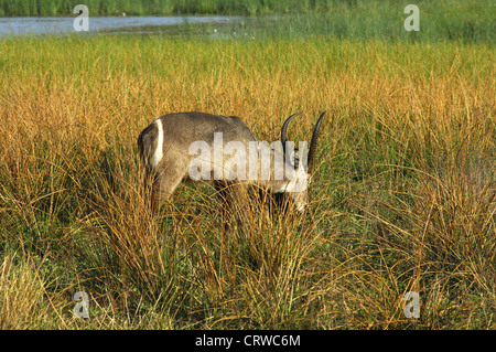 Grazing male Waterbuck Stock Photo