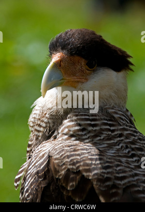 karakara bird on a white bird show Stock Photo