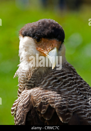 karakara bird on a white bird show Stock Photo