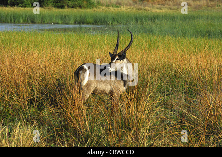 Male Waterbuck Stock Photo