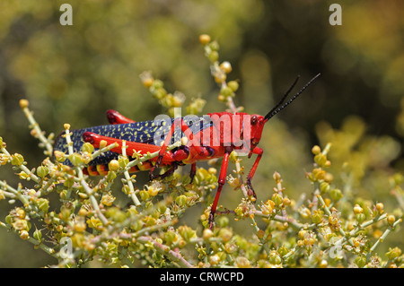 Common milkweed locust, Stock Photo