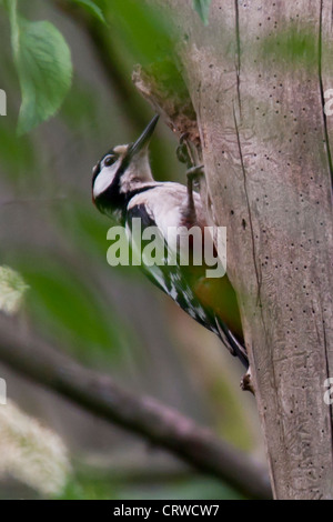 Great Spotted Woodpecker (Dendrocopos major) Stock Photo