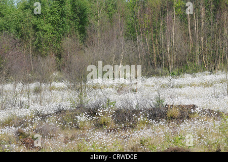 Bog Cotton growing in abundance on  Emlagh Bog, Kells, County Meath, Ireland Stock Photo