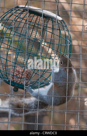 Grey squirrel (Sciurus carolinensis) stealing from a bird feeder. Stock Photo