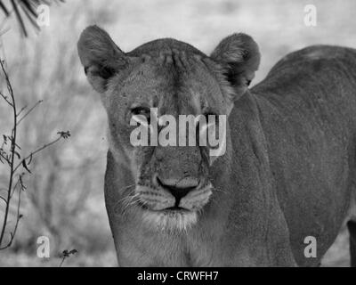 pathos of One-eyed huntress expressed in monochrome image - lioness (Panthera leo) partially blinded in fight at Lake Manze Selous Tanzania Stock Photo
