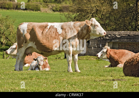 UK Berkshire Cow with Calf Stock Photo