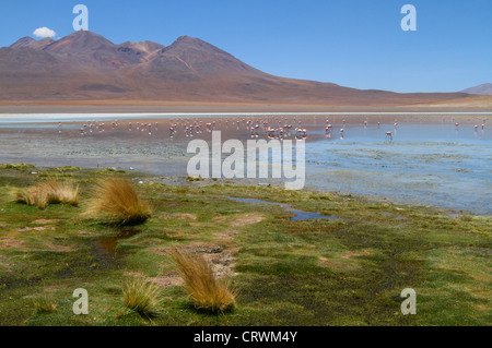 Flamingos on lake in Andes, the southern part of Bolivia Stock Photo