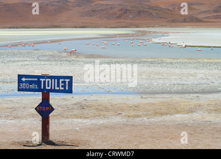 The inscription 'Stop! - WC 300 meters' near pink flamingos on lake in Andes, the southern part of Bolivia. Stock Photo