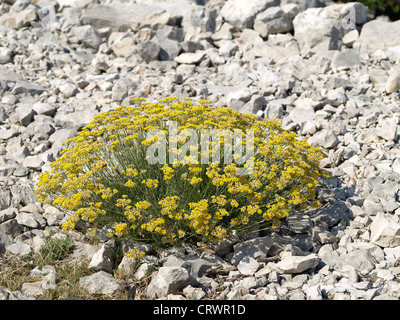 Flowering daisy helichrysum italicum on rocky ground Stock Photo