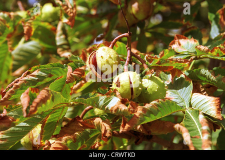 Ripe chestnuts and leaves eaten by leafminer Stock Photo