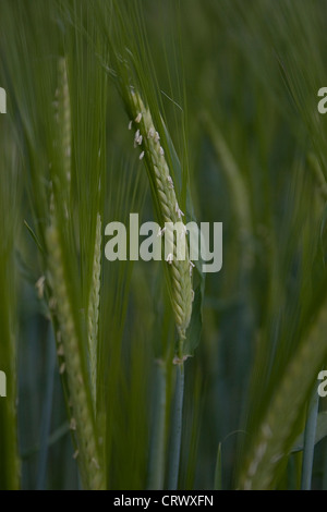 ear of barley growing Stock Photo