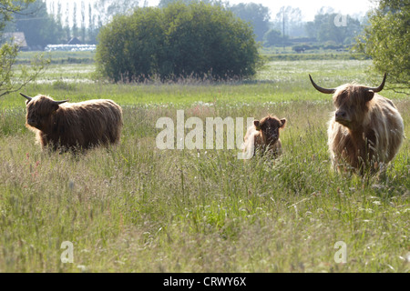 Highland cattle grazing on Pulfin nature reserve, East Yorkshire, UK Stock Photo