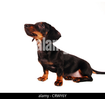 Dachshund puppy isolated on white Stock Photo