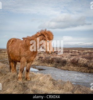 Icelandic Horse with winter coat, Snaefellsnes Peninsula, Iceland Stock Photo