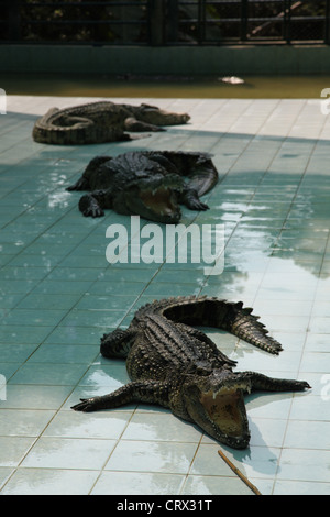 It's a photo of a show for tourist with alive crocodiles in Koh Samui in Thailand. There a re in a safe protected swimming pool Stock Photo