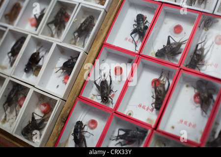 Live crickets for sale at the Shanghai Wangshang Bird and Flower Market on  Dongtai Road, Shanghai, China Stock Photo - Alamy